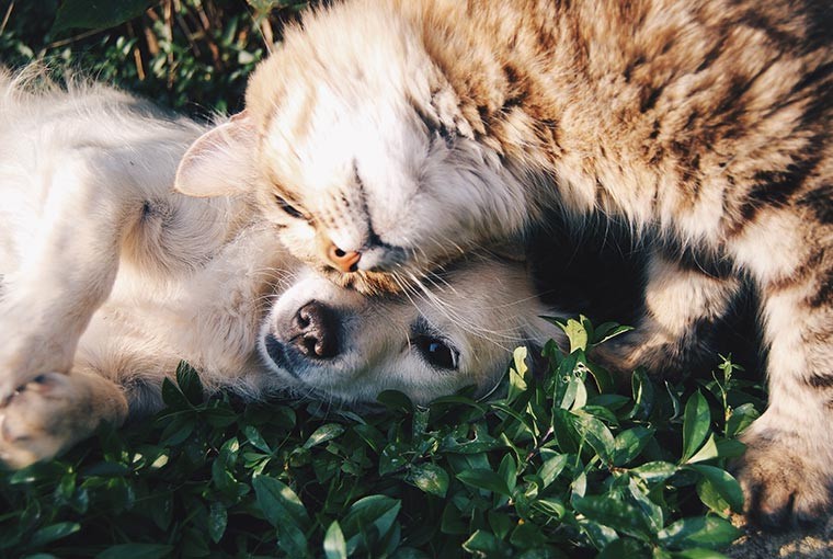 6 ways to include your furry friend in your wedding