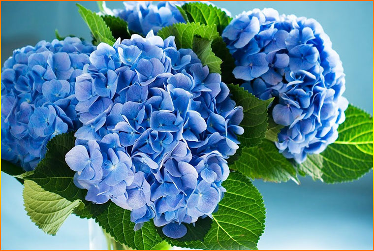 Hydrangeas