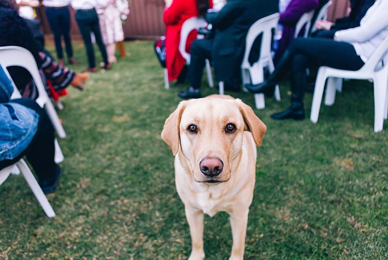 pet wedding